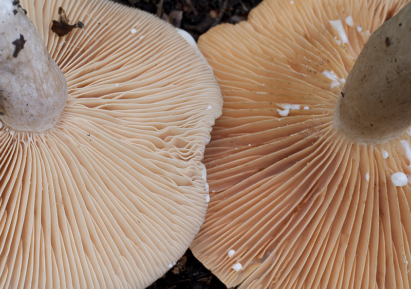 Lactarius pyrogalus